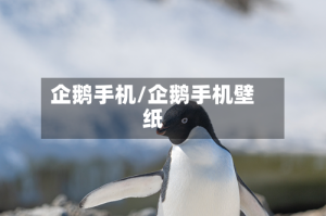 企鹅手机/企鹅手机壁纸