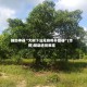 辅助神器“大树下汕尾麻将开挂器”(作弊)辅助透视教程