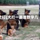 犬打(犬打一最准数字几)