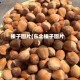 榛子图片(东北榛子图片)
