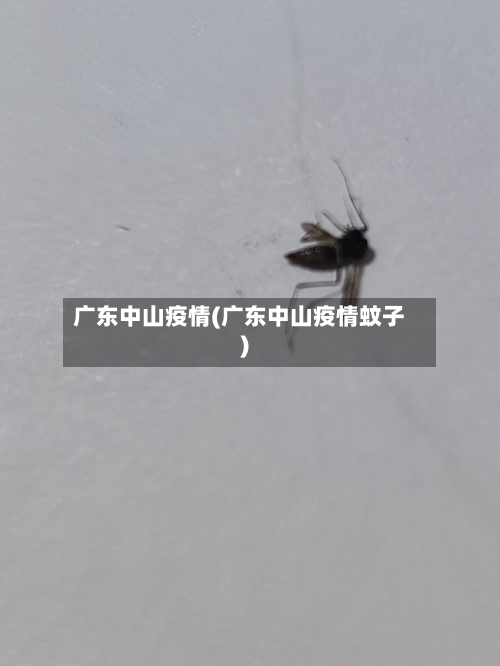 广东中山疫情(广东中山疫情蚊子)-第1张图片