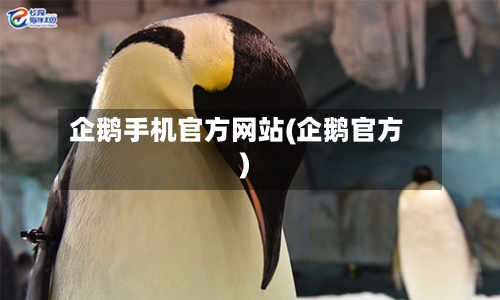 企鹅手机官方网站(企鹅官方)-第2张图片