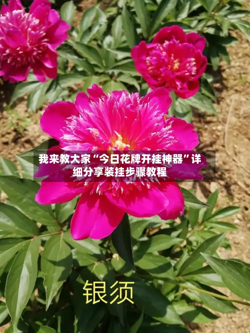 我来教大家“今日花牌开挂神器”详细分享装挂步骤教程-第1张图片
