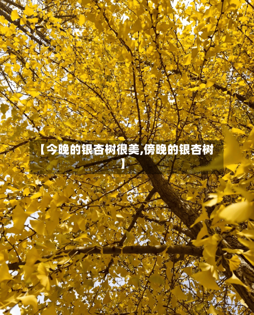 【今晚的银杏树很美,傍晚的银杏树】-第2张图片