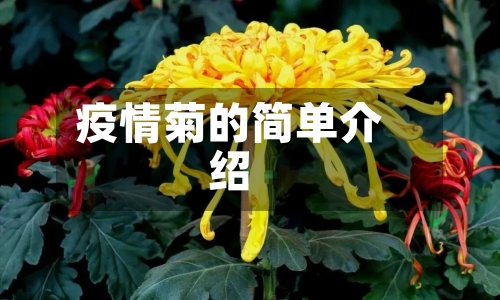 疫情菊的简单介绍-第2张图片
