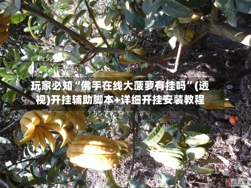 玩家必知“佛手在线大菠萝有挂吗”(透视)开挂辅助脚本+详细开挂安装教程-第1张图片