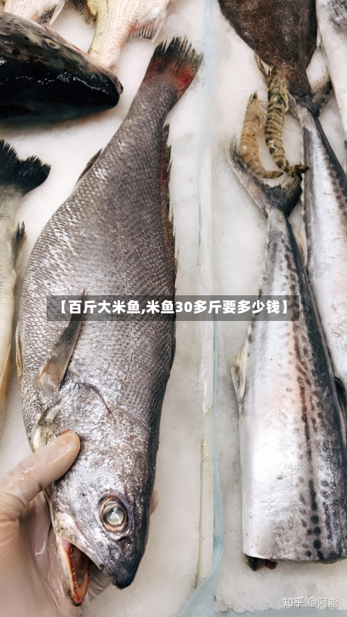 【百斤大米鱼,米鱼30多斤要多少钱】-第1张图片