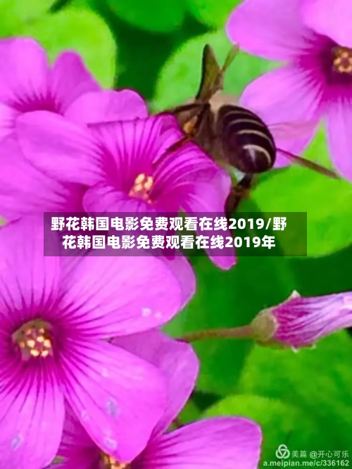 野花韩国电影免费观看在线2019/野花韩国电影免费观看在线2019年-第1张图片