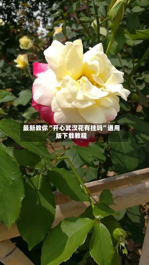 最新教你“开心武汉花有挂吗”通用版下载教程-第1张图片