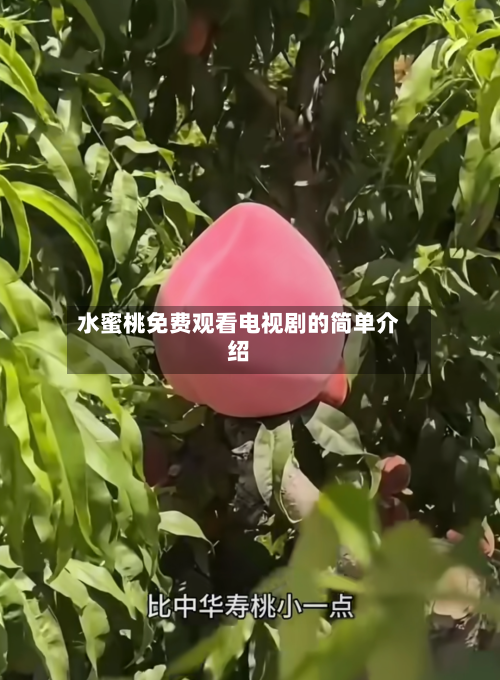 水蜜桃免费观看电视剧的简单介绍-第1张图片