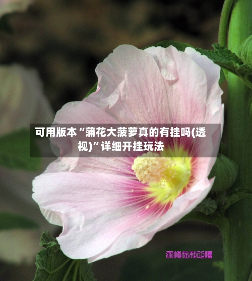 可用版本“蒲花大菠萝真的有挂吗(透视)	”详细开挂玩法-第1张图片