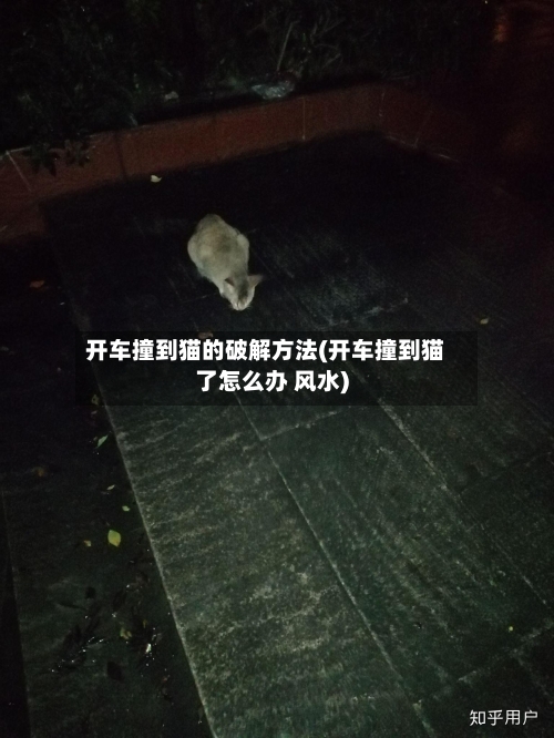开车撞到猫的破解方法(开车撞到猫了怎么办 风水)-第1张图片