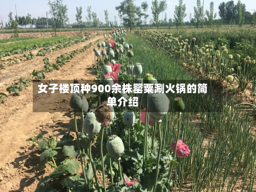 女子楼顶种900余株罂粟涮火锅的简单介绍-第1张图片